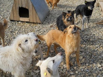 ADP oferă transport gratuit pe o rază de 60 de kilometri celor care adoptă doi câini de la Grivei